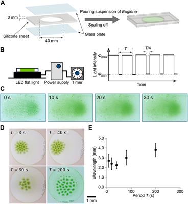 Bioconvection pattern of Euglena under periodical illumination